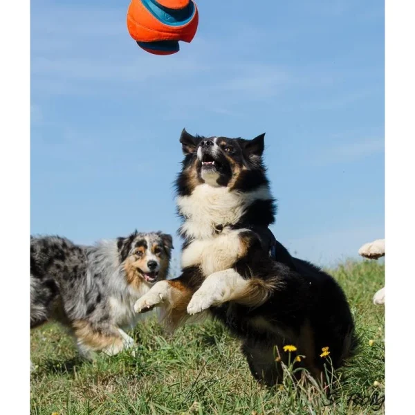 Ballon Kick Fetch (2 Tailles) Satisfait ou Remboursé 5