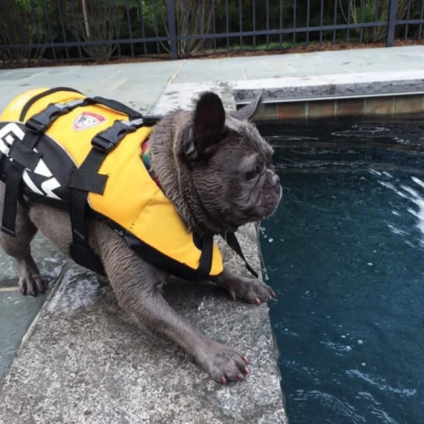 REMISE allant Gilet De Sauvetage Et De Flottaison EzyDog Micro DFD Pour Petits Chiens (2 Tailles) 3
